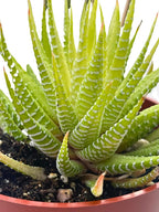 Live Succulent 4" Variegated Haworthia Fasciata, Succulents Plants Live Fully Rooted House Plant for Home Office Decoration, DIY Projects by The Succulent Cult