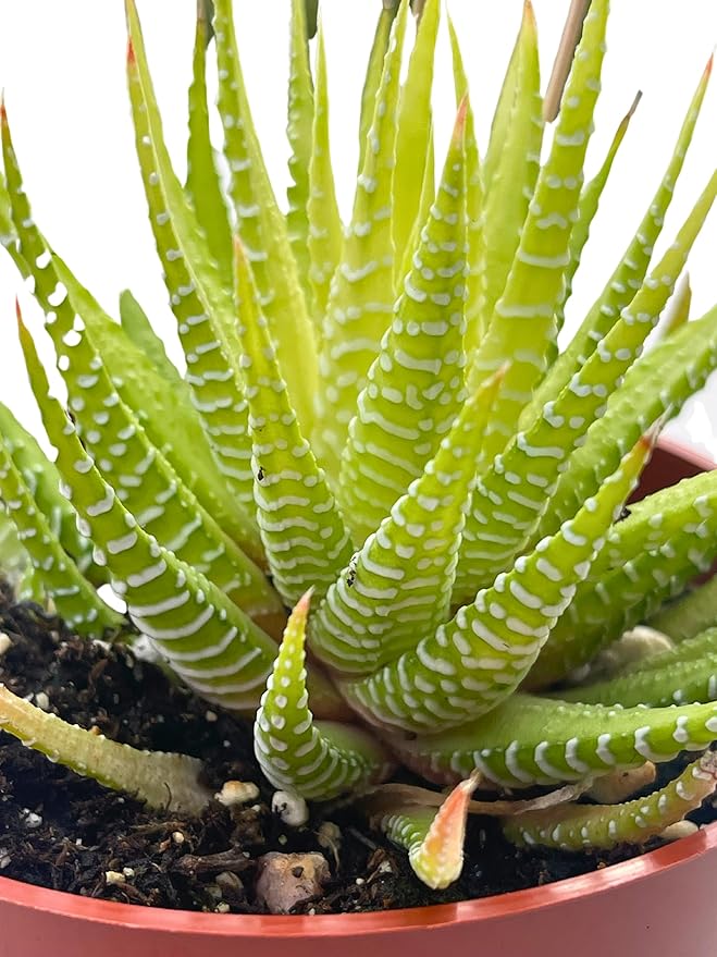 Live Succulent 4" Variegated Haworthia Fasciata, Succulents Plants Live Fully Rooted House Plant for Home Office Decoration, DIY Projects by The Succulent Cult