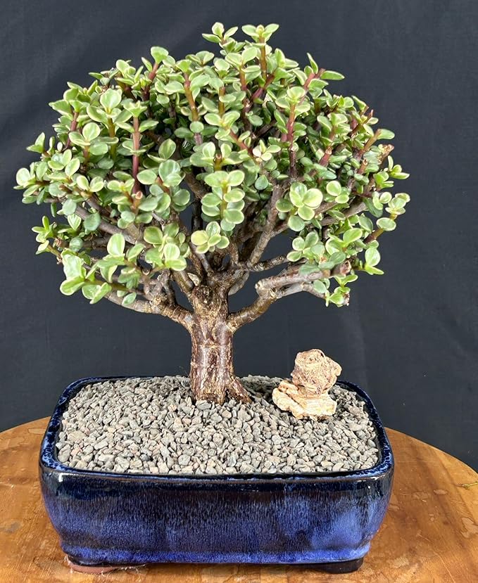 Variegated Baby Jade Bonsai Tree - Large 'Elephant Bush', Rare Succulent (Portulacaria Afra Variegata)