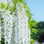 300+ Exotic Climbing Jasmine Flower Seeds for Planting Fragrant Plant Seeds Non-GMO Garden Home Jasmine Garden Balcony Climbing Flower