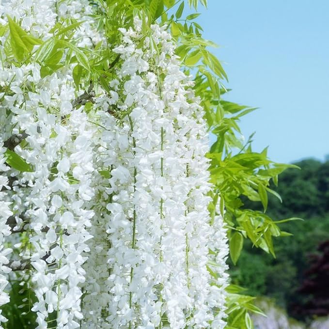 300+ Exotic Climbing Jasmine Flower Seeds for Planting Fragrant Plant Seeds Non-GMO Garden Home Jasmine Garden Balcony Climbing Flower