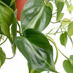 Shop Succulents Brasil Philodenron Heartleaf Hanging Plant, Live Indoor Plant, Easy Care Hanging Ivy Houseplant in Nursery Pot, Air Purifying Plant in Soil, Housewarming, Home Décor, Trails 2-4 Feet