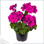 Live Flowering Zonal Geraniums - Purple (3 Plants Per Pack) - Beautiful Spring Flowers - 12" Tall by 5" Wide in 1 Qt Pot