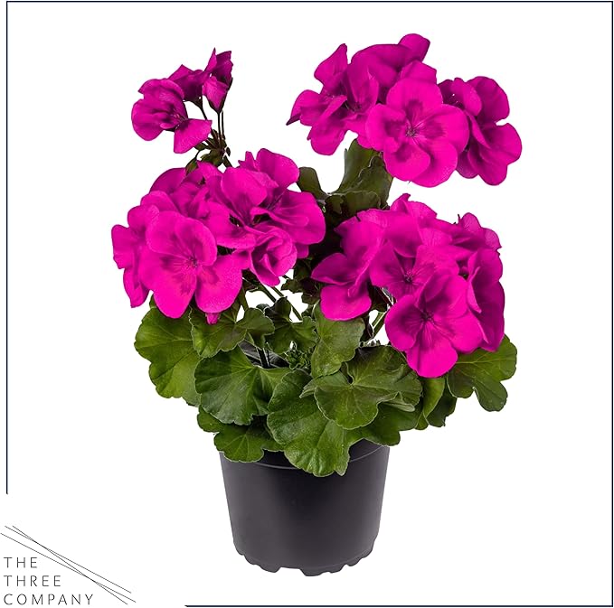 Live Flowering Zonal Geraniums - Purple (2 Plants Per Pack) - Beautiful Spring Flowers - 12" Tall by 5" Wide in 1 Qt Pot