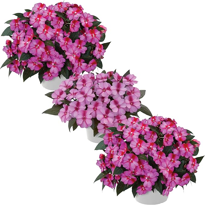 Live Flowering New Guinea Impatiens - Bicolor Pink (3 Plants Per Pack), Beautiful Shade Flowers, 12" Tall by 5" Wide in 1 Qt Pot