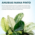 SubstrateSource Anubias Live Aquarium Plants - Potted Freshwater Plant for Fish Tanks, Terrariums - Beginner Friendly Low Light (Nana Pinto, 1 Pot)
