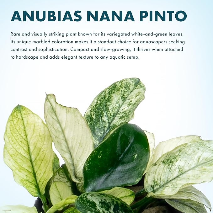 SubstrateSource Anubias Live Aquarium Plants - Potted Freshwater Plant for Fish Tanks, Terrariums - Beginner Friendly Low Light (Nana Pinto, 1 Pot)