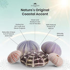 Nautical Crush Trading Sea Urchins Shells for Air Plants - 5 Assorted Coastal Sea Urchin Shells - Hanging Air Plant Holder - Air Plants Live Holders - Air Plant Pot - No Plants Included