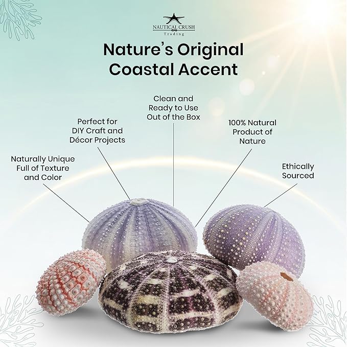Nautical Crush Trading Sea Urchins Shells for Air Plants - 5 Assorted Coastal Sea Urchin Shells - Hanging Air Plant Holder - Air Plants Live Holders - Air Plant Pot - No Plants Included