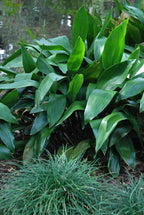 Cast Iron Plant - 5 Live Plants in 6 Inch Pots - Aspidistra Elatior - Beautiful Florist Quality Indoor or Outdoor Plant