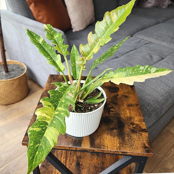 Variegated Ring of Fire Philodendron Houseplant Decor, Air Purifying Houseplants in 6" White Pot, Unique Live Gift, Indoor Planters, Real Plants, Decorative Variegated Plants by Plants for Pets