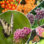 Groundio Milkweed Seeds for Planting, Attract Monarch Butterflies & Pollinators, 5 Individual Packs Flower Seeds -Tropical, Butterfly, Common, Showy, Pink Swamp, Non-GMO Perennial Wildflower Seeds