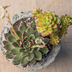 Altman Plants, Echeveria Succulents Live Plants (3 Pack) Assorted 3.5" Potted Succulents Plants Live House Plants in Cacti and Succulent Soil, Wedding Party Favors Cactus Plants Live Indoor Plants