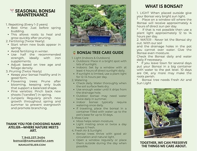 Live Dwarf Juniper Bonsai Tree | Potted in Large Ceramic Pot | 3 Years Old | 100% Handcrafted | Outdoor Bonsai | Unique Gift for Birthday, Graduation, Anniversary