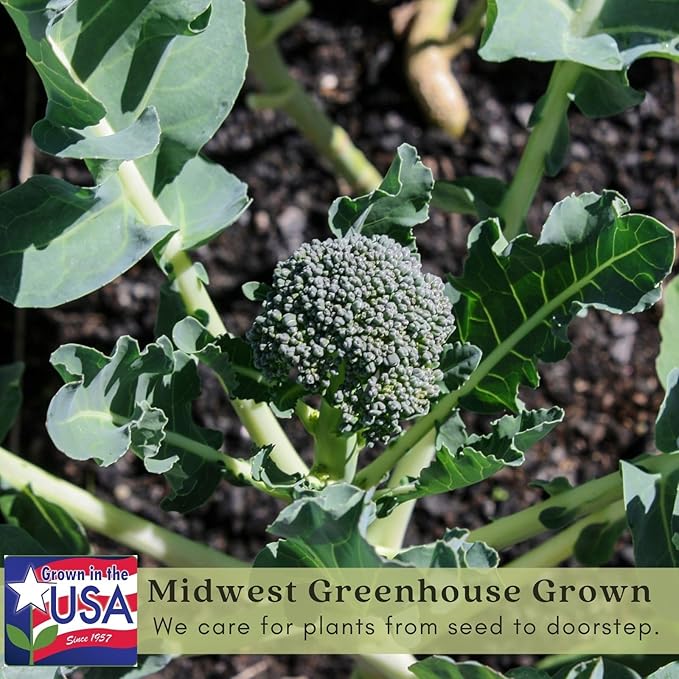 Clovers Garden Broccoli Marathon Plants- Two (2) Live Plants – Non-GMO - Not Seeds - Each 4" to 8" Tall – in 4" Inch Pots - High-Yield, Cold Tolerant