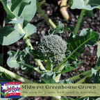 Clovers Garden Broccoli Marathon Plants- Two (2) Live Plants – Non-GMO - Not Seeds - Each 4" to 8" Tall – in 4" Inch Pots - High-Yield, Cold Tolerant