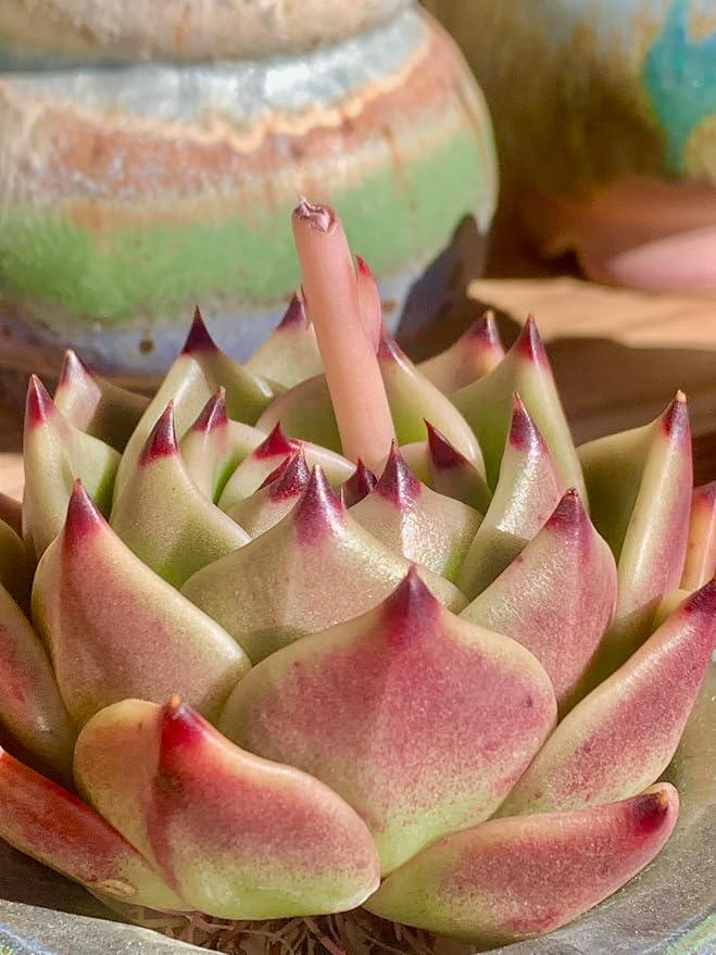 Echeveria Agavoides Blue Dragon Rare Live Succulent Plants, 1 Head Pot Size 2.5 Live Plant, Excludes Pot & Soil, Garden Indoor Office Desk, Party Baby Shower Decor, Gift for Plant Enthusiasts
