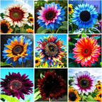 100+ Rare Sunflower Seeds for Planting Outdoor-Exotic Sunflower Seeds-Sun Flower Seed Non-GMO Heirloom Blooms in Home Garden