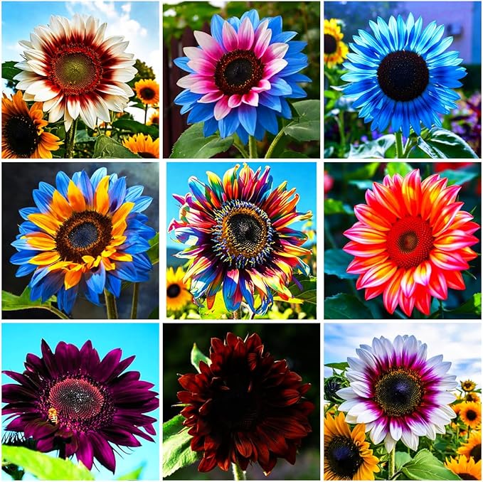 100+ Rare Sunflower Seeds for Planting Outdoor-Exotic Sunflower Seeds-Sun Flower Seed Non-GMO Heirloom Blooms in Home Garden