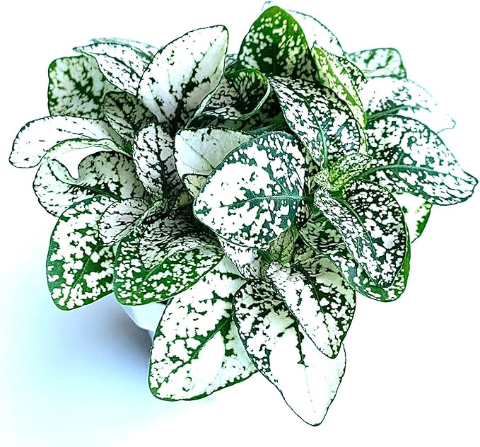 Hypoestes White Splash Live Potted House Plants, 2" Pots