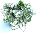 Hypoestes White Splash Live Potted House Plants, 2" Pots