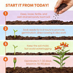 Groundio Milkweed Seeds for Planting, Attract Monarch Butterflies & Pollinators, 5 Individual Packs Flower Seeds -Tropical, Butterfly, Common, Showy, Pink Swamp, Non-GMO Perennial Wildflower Seeds