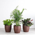 Thorsen's Greenhouse Live Pet Friendly Indoor Houseplants, Live Plants, Safe for Pets, 4" Diameter Pot, 3-Pack (Copper)