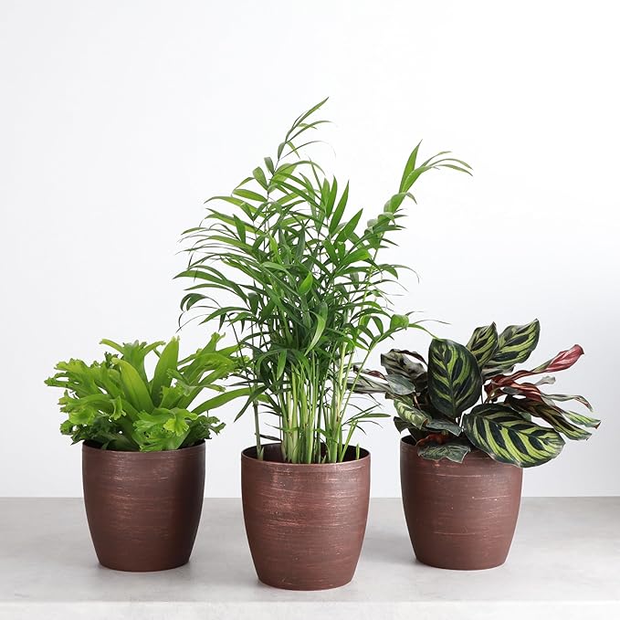 Thorsen's Greenhouse Live Pet Friendly Indoor Houseplants, Live Plants, Safe for Pets, 4" Diameter Pot, 3-Pack (Copper)