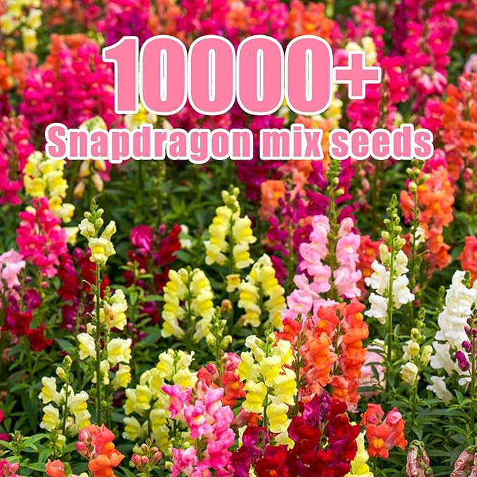 10000+ Snapdragon Seeds Bulk Pack, 5-Color Mixed Snapdragon Flower Seeds for Planting, Antirrhinum Majus Seeds for Borders, Pots, Flower Beds & Cut Flower Gardens, Instructions Included