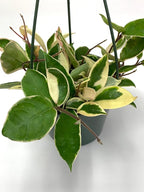 Tricolor Hoya Krimson Queen, Hoya Carnosa Variegata Tricolor Hoya Ships from CA (4" Pot)