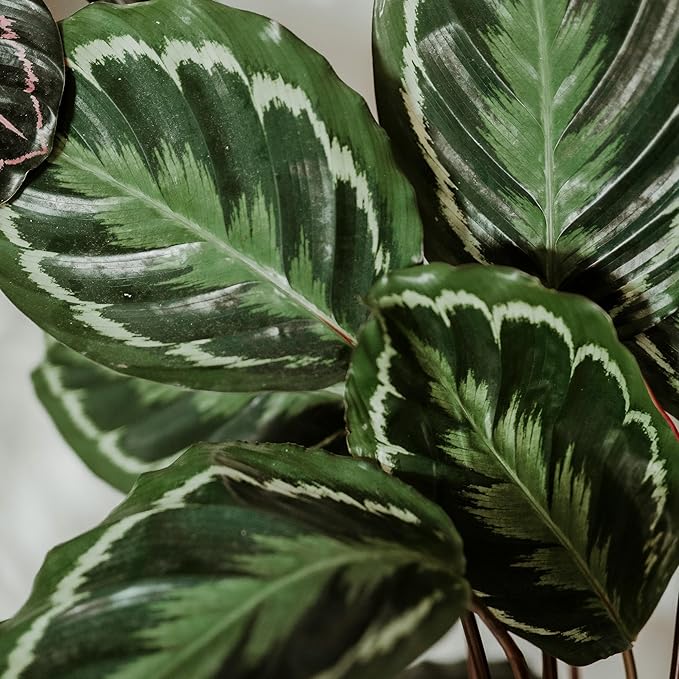 Plants for Pets Calathea Medallion, Pet Friendly Prayer Decor in 6" White Pot, Live Houseplant Gift, Cat Safe, Decorative Desk House Plants by Plants for Pets