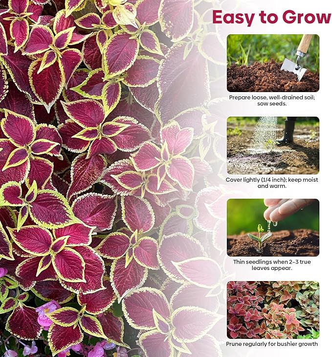 Coleus Rainbow Mix Seeds for Planting – Coleus Colorful Flower Seeds – Non-GMO Heirloom Seeds for Outdoor & Indoor Garden, Containers, Borders, Patios (Coleus scutellarioides)