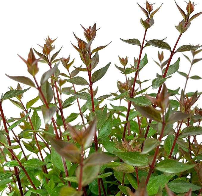 Blooming & Beautiful - Little Richard Abelia - 3 gal - Evergreen Shrub - Fragrant White Bell-Shaped Flowers - Summer Blooms - Zones 6-9 - Abelia x grandiflora 'Little Richard' - 3 Gallon Pot