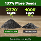 HOME GROWN Non GMO Peppermint Seeds Pack 2,370 Heirloom Mint Seeds for Planting. Grow Peppermint Plants in Your Herb Garden Indoors or Outdoors (Mentha x piperita)