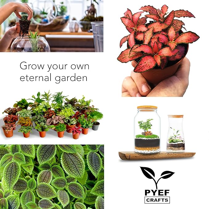 DIY Terrarium Kit for Plants – Build a Self‑Sustaining Closed Ecosystem – Supplies for Up to 68 oz (1‑2 Liter) – Succulents, Air Plants (Tillandsia), Fern – Jar Not Included