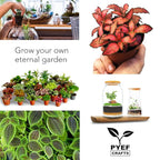 DIY Terrarium Kit for Plants – Build a Self‑Sustaining Closed Ecosystem – Supplies for Up to 68 oz (1‑2 Liter) – Succulents, Air Plants (Tillandsia), Fern – Jar Not Included
