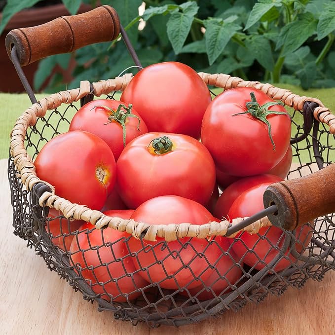 Bonnie Plants Early Girl Tomato 19.3 oz. 4-pack