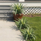 Artificial Agave Plant 15.74Inch ,UV Resistant Faux Agave Plant Outdoor, Large Fake Plants Indoor, Realistic Artificial Plants Without Pot for Outdoor Patio Garden Yard Indoor Home Decor (2 Packs)