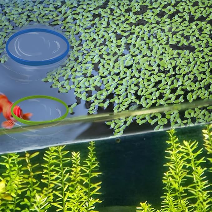 10 PCS Aquarium Floating Plant Corral, 5 Sizes (2.4'', 3.15'', 3.9'', 4.7'' and 5.5'') Round Fish Feeding Rings Set for Intercept Aquatic Floating Plants (Multi-Color Combinations)