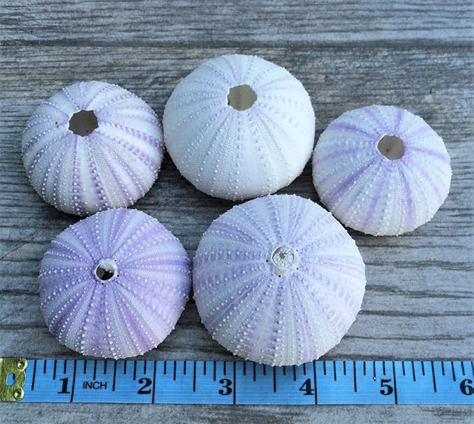 Nautical Crush Trading Sea Urchins Shells for Air Plants - 5 Purple (1.5-2.5") Sea Urchin Shells - Hanging Air Plant Holder - Air Plants Live Holders - Air Plant Pot - No Plants Included