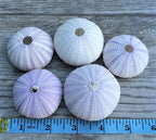 Nautical Crush Trading Sea Urchins Shells for Air Plants - 5 Purple (1.5-2.5") Sea Urchin Shells - Hanging Air Plant Holder - Air Plants Live Holders - Air Plant Pot - No Plants Included