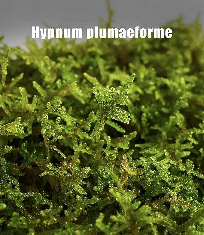 Real Live Hypnum Moss (8"x8") – Natural Sheet Moss for Terrariums, Bonsai, Reptile Habitats & Fairy Gardens – Reusable, Easy to Shape & Revives Quickly with Mist