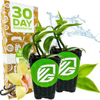 Vanilla Bean Orchid Live Plant (2-Pack) - Vanilla planifolia by Wellspring Gardens - Fragrant Vanilla Beans, Versatile Vine, Tropical Elegance, Aromatic Treasure - Vanilla Bean Starter Plant