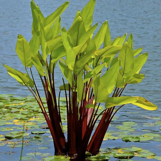 Red Stem Canna a Great Live Pond Plant for Your Water Garden. Filters koi and Goldfish Ponds. Good for Bogs, Plant Shelf or Shallow Water This marginal Aquatic is a Real Beauty