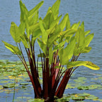 Red Stem Canna a Great Live Pond Plant for Your Water Garden. Filters koi and Goldfish Ponds. Good for Bogs, Plant Shelf or Shallow Water This marginal Aquatic is a Real Beauty