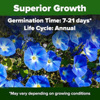 HOME GROWN Heavenly Blue Morning Glory - 150 Heirloom Seeds for Planting, Ideal for a Flower Garden that Attracts Pollinators and Birds (Ipomoea Tricolor)