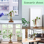 PAG Planter Terrariums Kit Desktop Hydroponics Air Plant Holder with 4 Bulb Beaker Glass Vase and Solid Wood Stand, Home Office Decoration Gardening Gift for Women