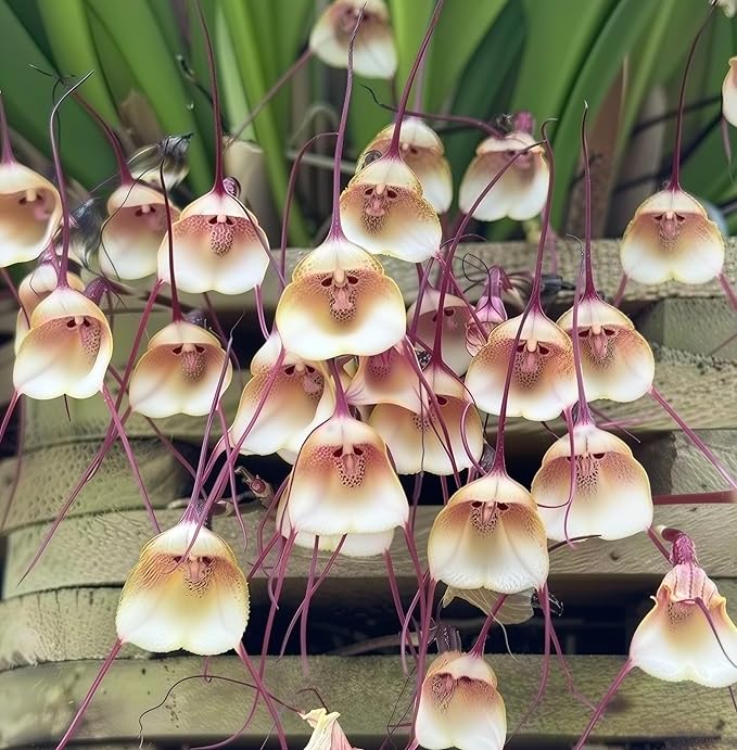 Carpet 200+ Monkey Face Orchid Seeds for Planting, Dracula Simia Rare Exotic Orchid, Shade-Loving Perennial for Greenhouse and Indoor Terrariums