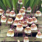 Carpet 200+ Monkey Face Orchid Seeds for Planting, Dracula Simia Rare Exotic Orchid, Shade-Loving Perennial for Greenhouse and Indoor Terrariums