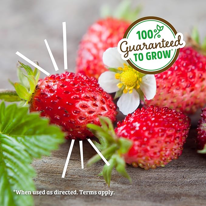 Back to The Roots Organic Strawberry Grow Kit — Grows Year Round, Includes Everything Needed for Planting